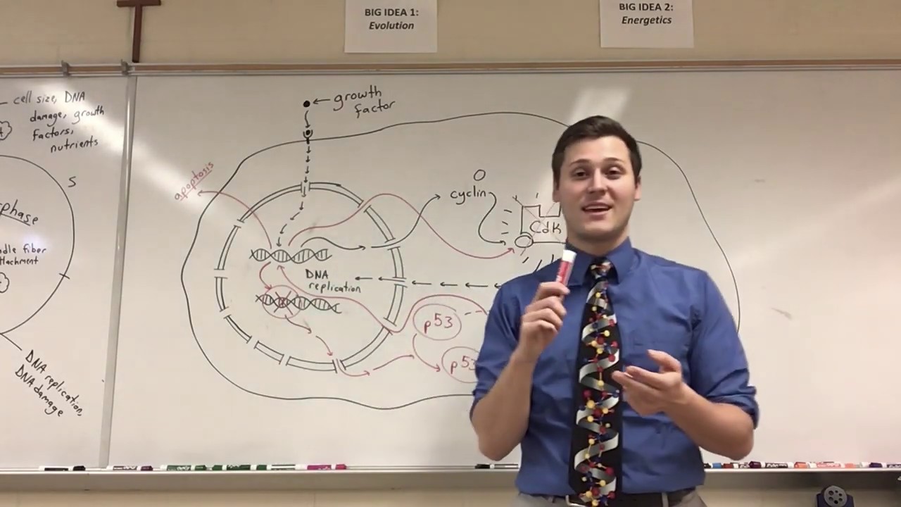 (AP Biology) Cell Cycle Regulation - cyclins, CdKs, p53, and cancer