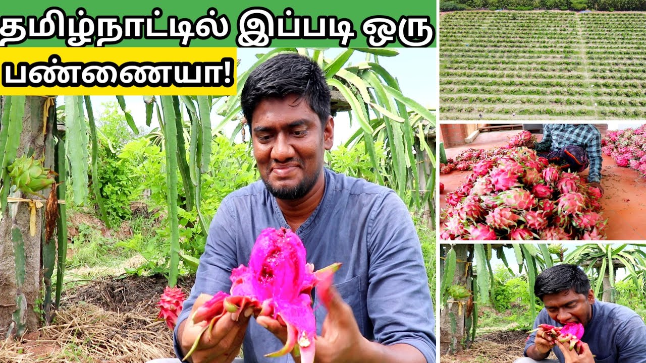 "Dragon Fruit" விளைவித்து ஏற்றுமதியில் அசத்தும் இளைஞர் | Export & Local sales