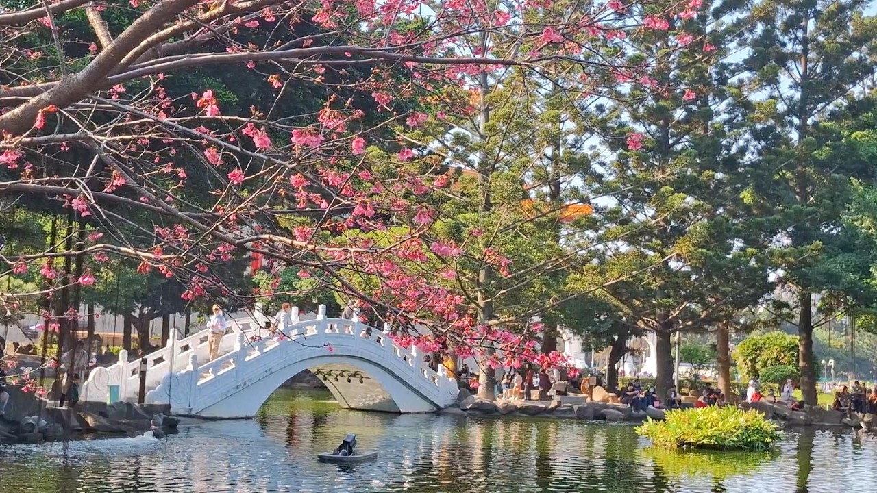 【2026 賞櫻EP7 】🌸#搭捷運去賞櫻#  🌸中正紀念堂櫻花況正好#《此刻即全部》#大漁櫻 # 八重櫻