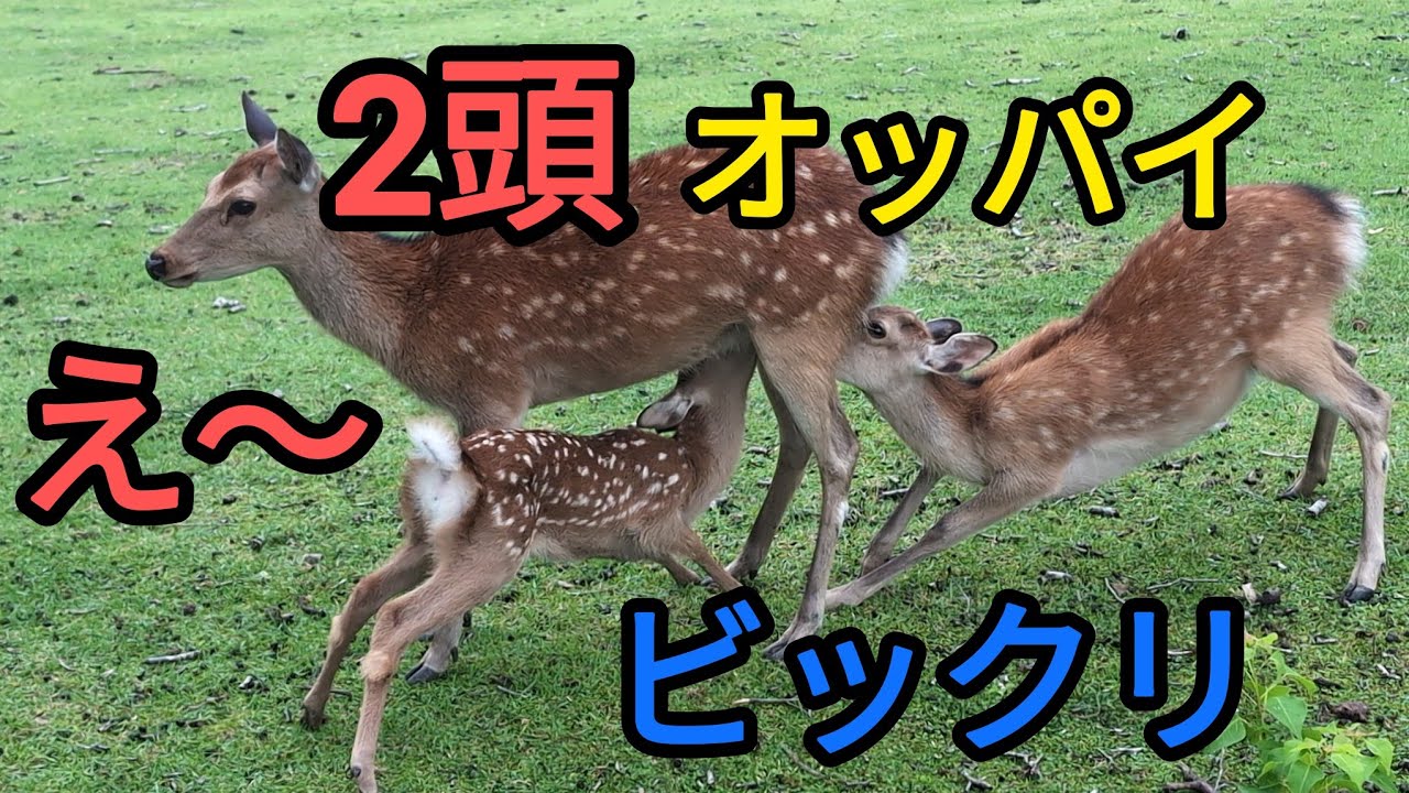 え〜2頭の鹿さん同時にオッパイ飲む🍼ビックリした😄奈良公園🦌