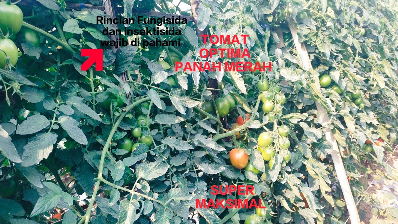 TOMAT OPTIMA PANAH MERAH!!! SUPER MAKSIMAL.WAJIB Pahami perlakukannya dari fungisida dan insektisida