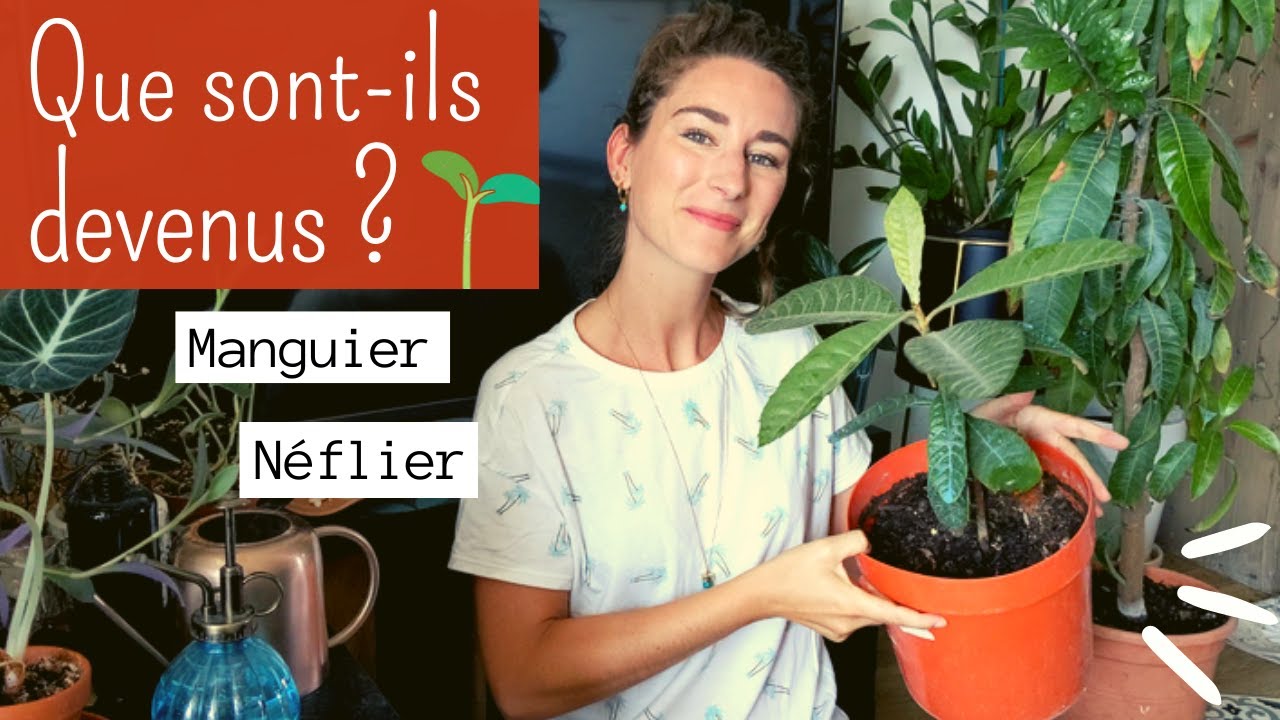 Manguier, néflier et plantes de la terrasse : que sont-elles devenues ?🌱