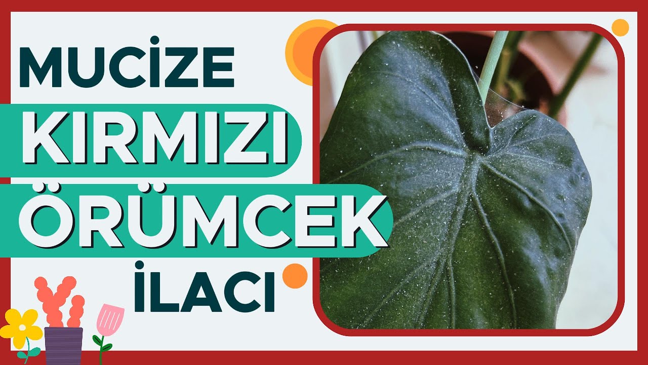Kırmızı Örümcek İle Doğal Mücadele