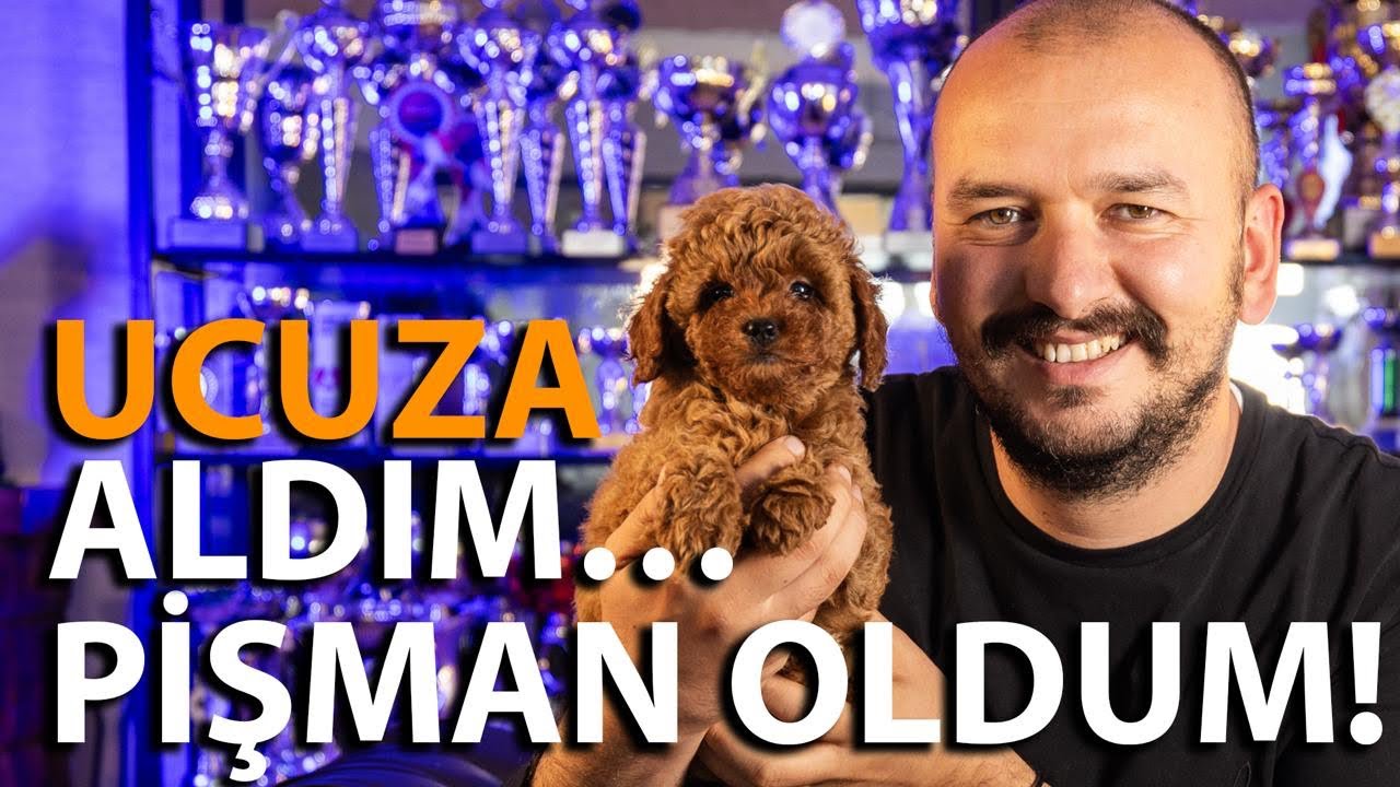 Ucuz Poodle Diye Aldığınız Köpek Neden En Pahalı Deneyime Dönüşür? Berk Semercioğlu anlatıyor. 