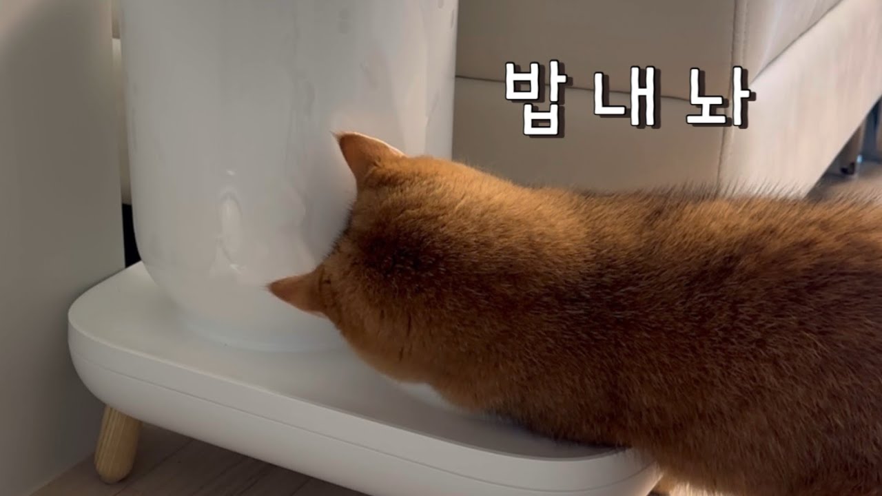 식탐 좋은 고양이랑 밥 먹기 되게 힘들다는거 아시나요?