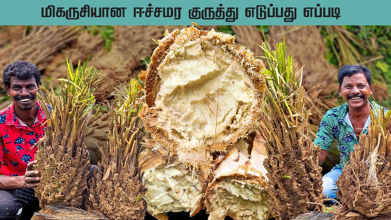 வனப்பகுதியில் ஈச்சங்கிழங்கு  (ஈச்ச மரம் ) ஈச்ச குருத்து எப்படி எடுப்பது ?  | Eat Palm Tree Sapling😋
