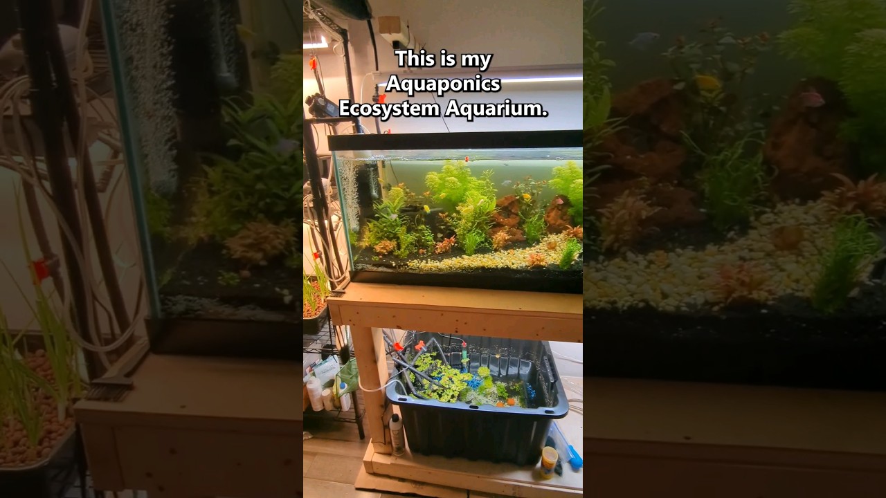My Aquaponic Ecosystem Aquarium