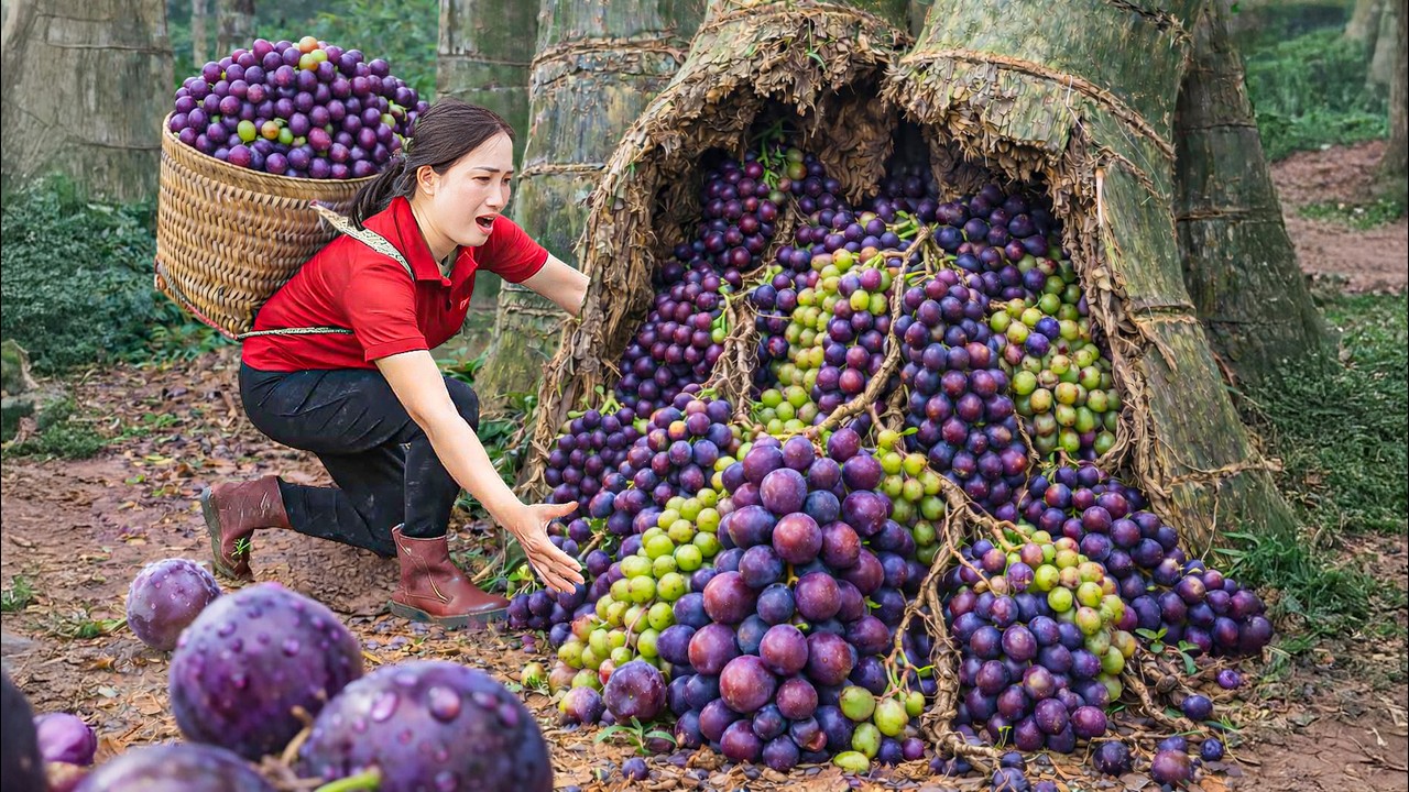 Harvesting +1000kg Giant Wild Grapes from Ancient Trees, Fermenting Exquisite Wine | Forest Drink