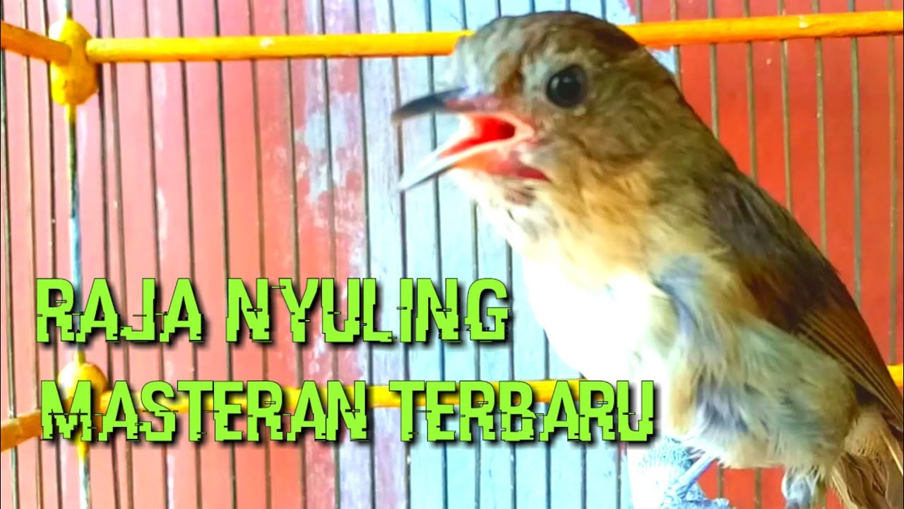Raja Nyuling FLAMBOYAN GACOR spesial Masteran Flamboyan JANTAN terbaru 2022
