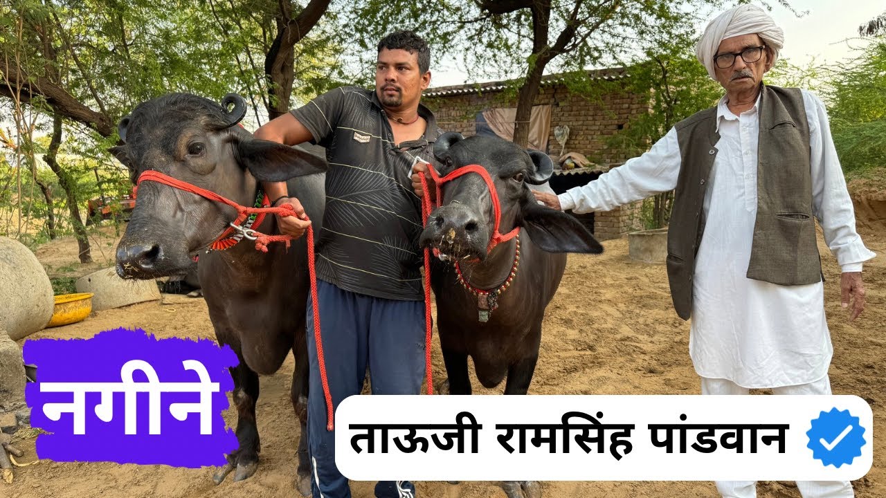 ताऊजी राम सिंह पांडवान का काला सोना - नगीने 💎 Super Duper Murrah Buffaloes in Haryana