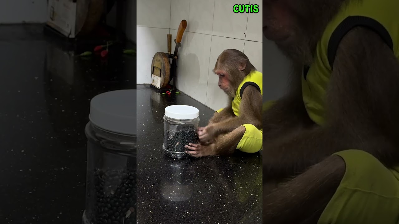The Monkey Was Happy to Discover Something New in the House #cutis #monkey #animals #cute #funny