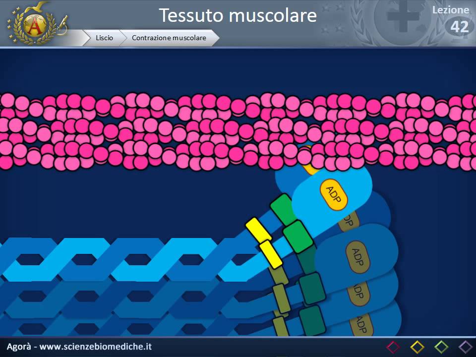 Istologia 42 - Muscolare liscio