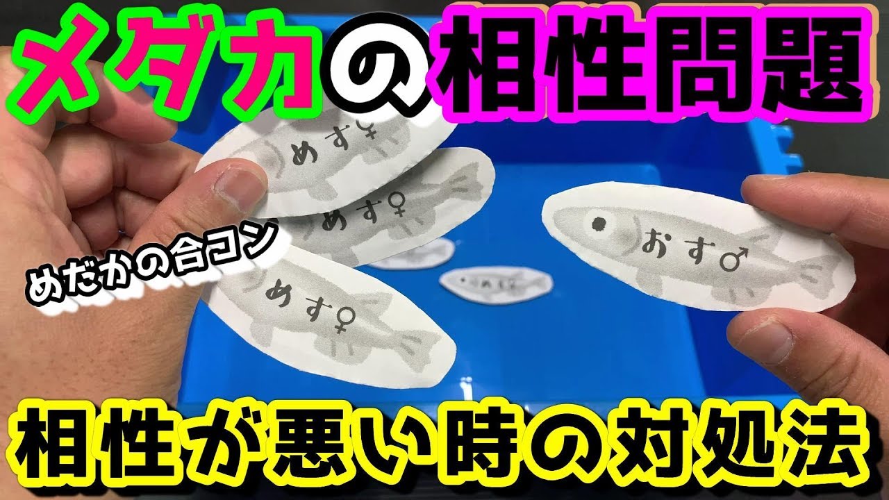 メダカの相性問題について！産卵に最適なオスメスの割合は！？ボトルアクア経過報告も【媛めだか】