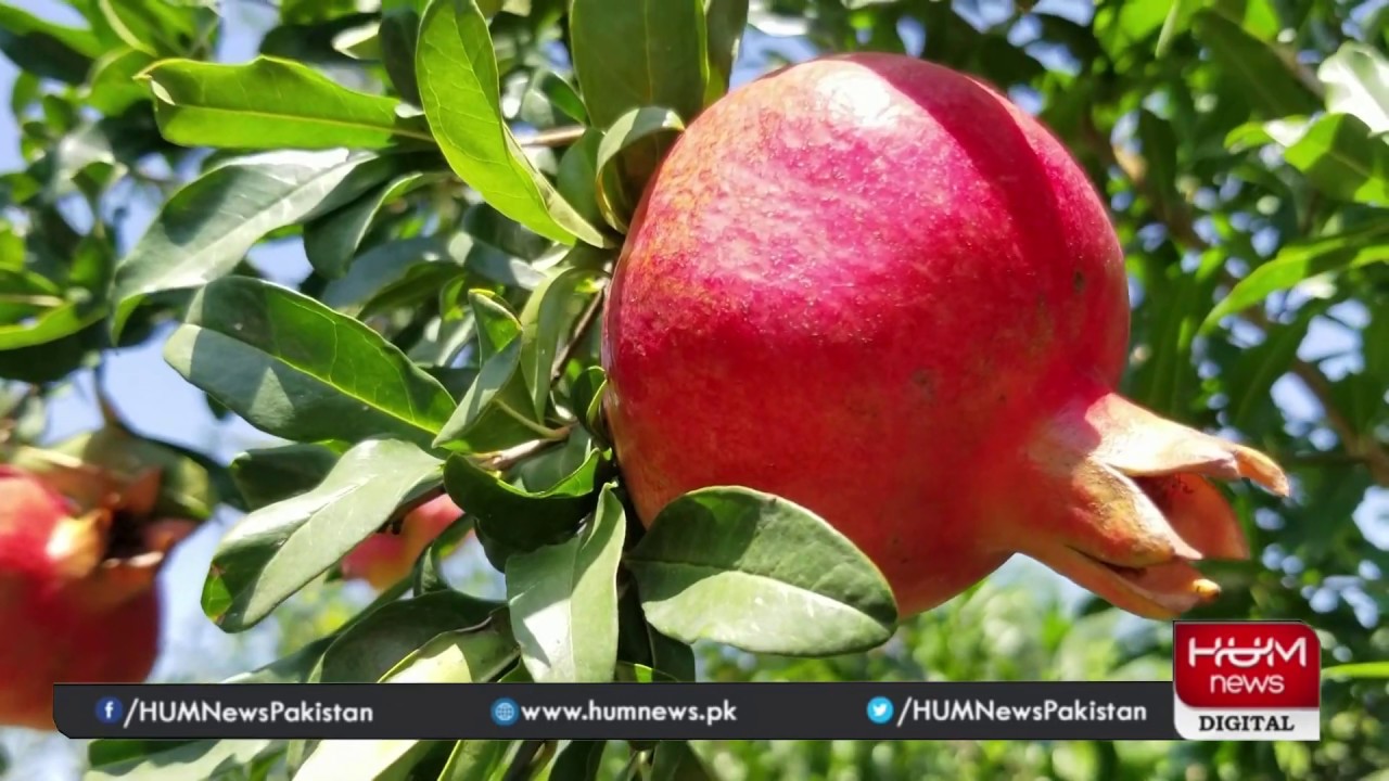 Pomegranate fruit in Swat Pakistan Hum News Sherin Zada