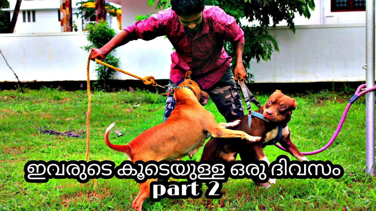 ഡോഗുകളുടെ കൂടെയുള്ള ഒരുദിവസം എന്തൊക്കെ കാര്യങ്ങൾ ആണു ചെയ്യുന്നത്, പാർട്ട്‌ 2