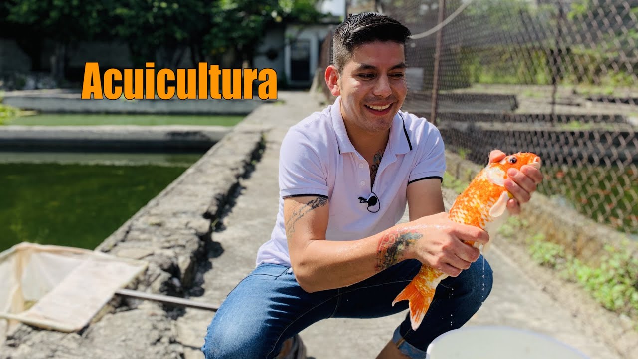 Como criar PECES de Ornato varias especies de agua dulce (ACUICULTURA)