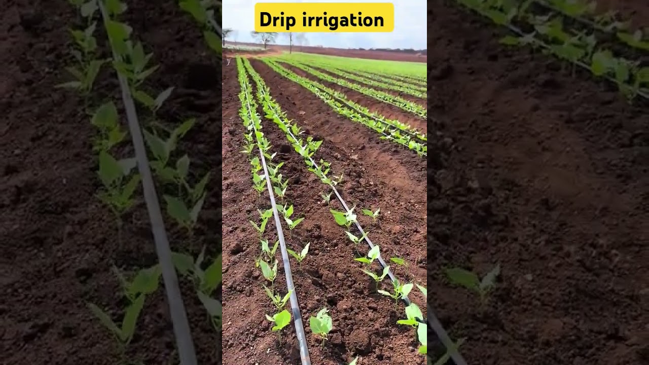 ବୁନ୍ଦା ଜଳ ସେଚନ ପ୍ରଣାଳୀ / drip irrigation process in vegitable farming/ irrigation/drip irrigation