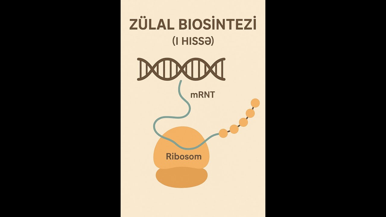 Zülal bisintezi ( I hissə )