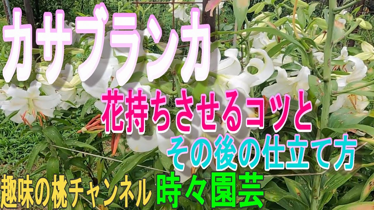 【カサブランカ】　花持ちさせるコツと　その後の仕立て方　22/7/20