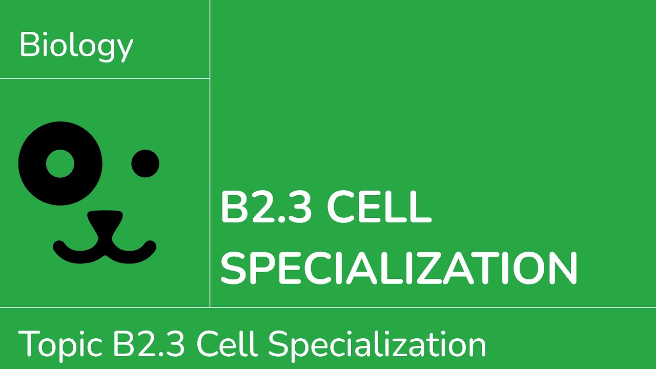 B2.3 Специализация клеток [IB Biology SL/HL]