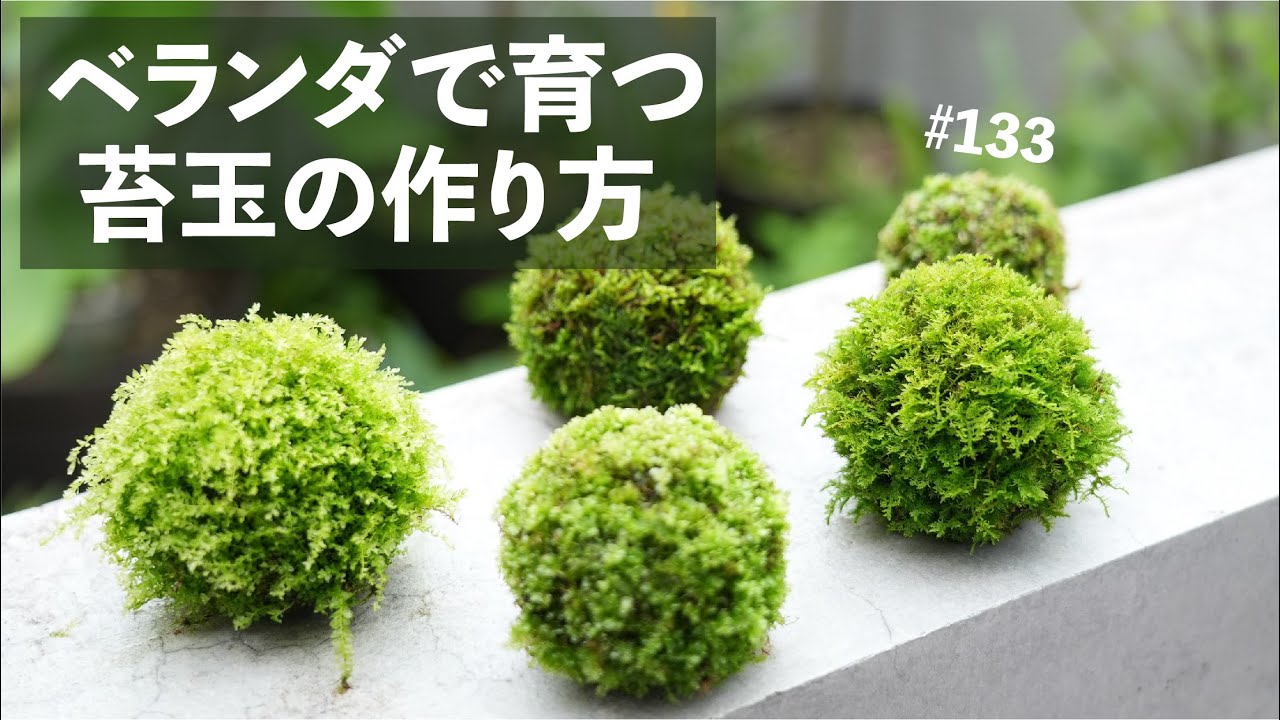 育つ苔玉の作り方#133