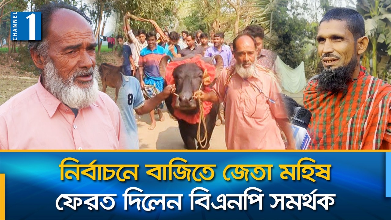 শেরপুরে নির্বাচন নিয়ে মহিষ বাজি; বিএনপির কাছে জামায়াতের হার  | Sherpur | Channel One News