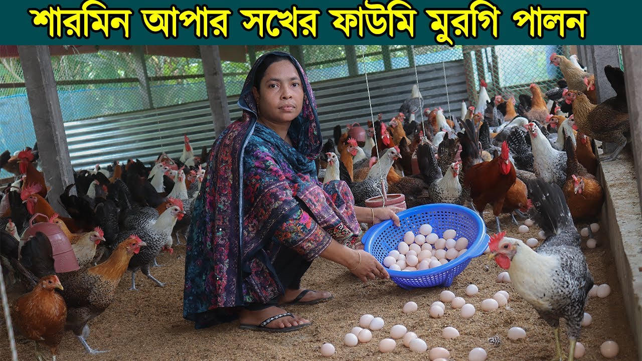 মুন্সিগঞ্জের নারী উদ্যোক্তা শারমিন আপার সখের ফাউমি মুরগি পালনে সংসারে বাড়তি আয় করছেন।Fowomi morgi