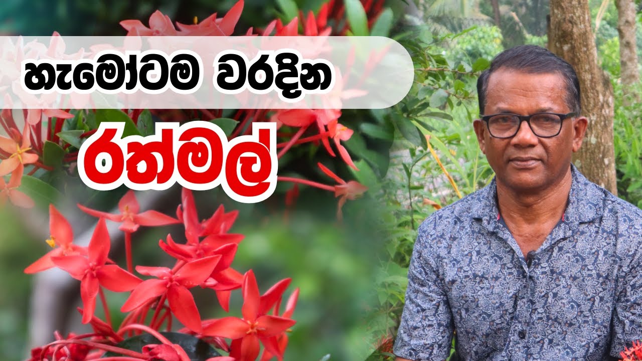 හැමෝම වරද්ද ගන්න රත්මල් | Ceylon Agri | Rathmal | Episode 385