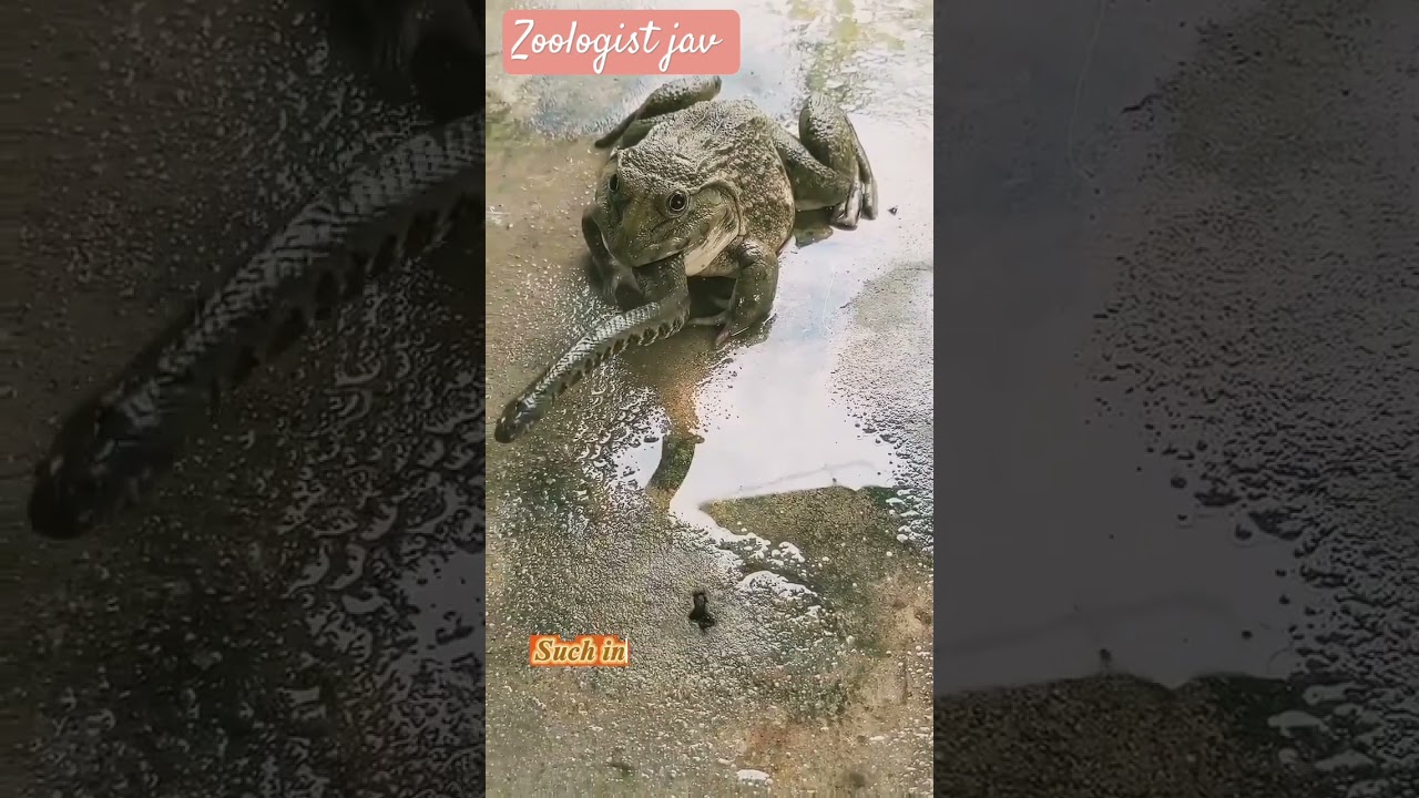 Frog Swallows Baby Snake | Unbelievable Predator Behavior in Nature 