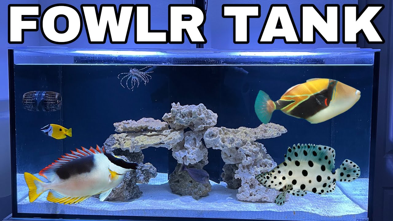 110 GALLON FOWLR AQUARIUM * FIRST UPDATE *