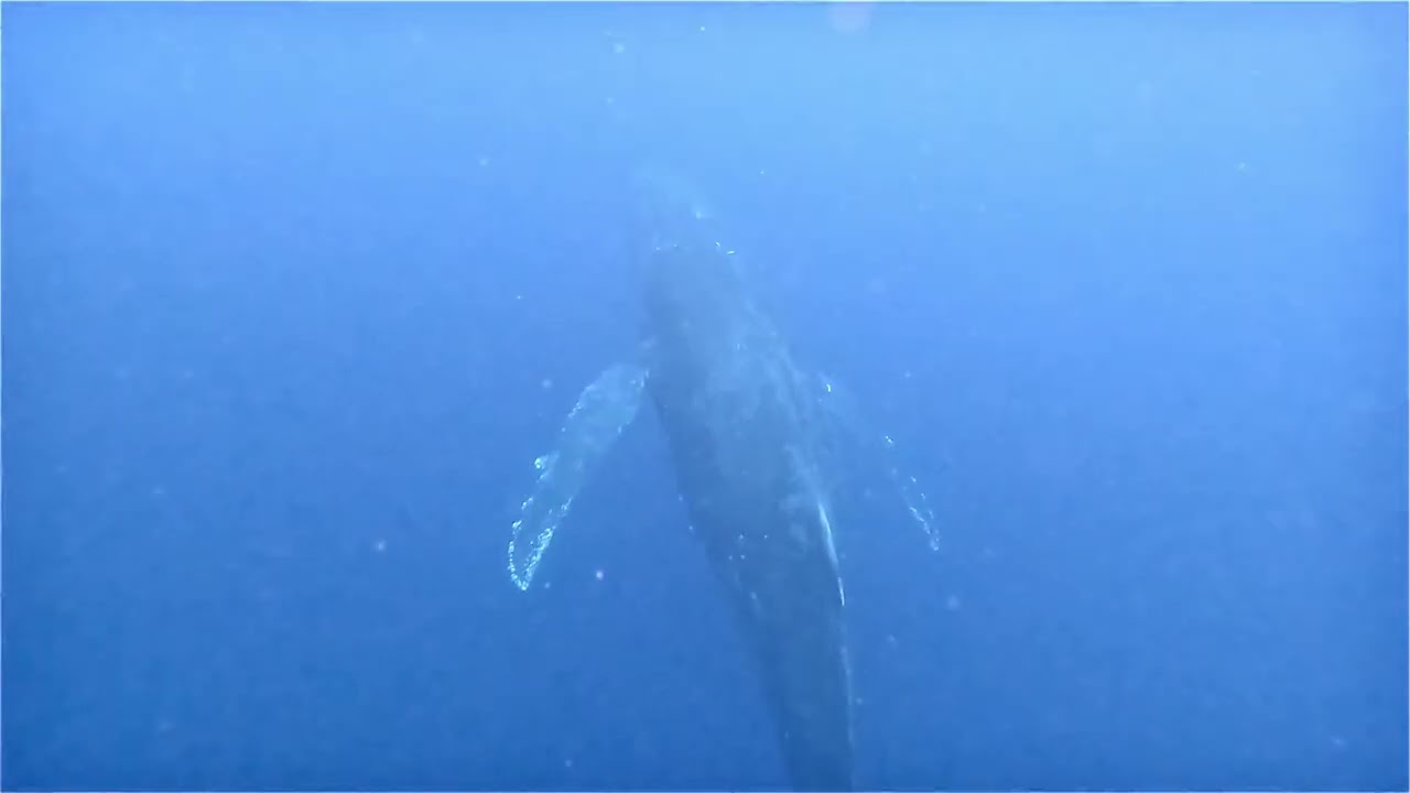 奄美大島ホエールスイム　シンガーと！！