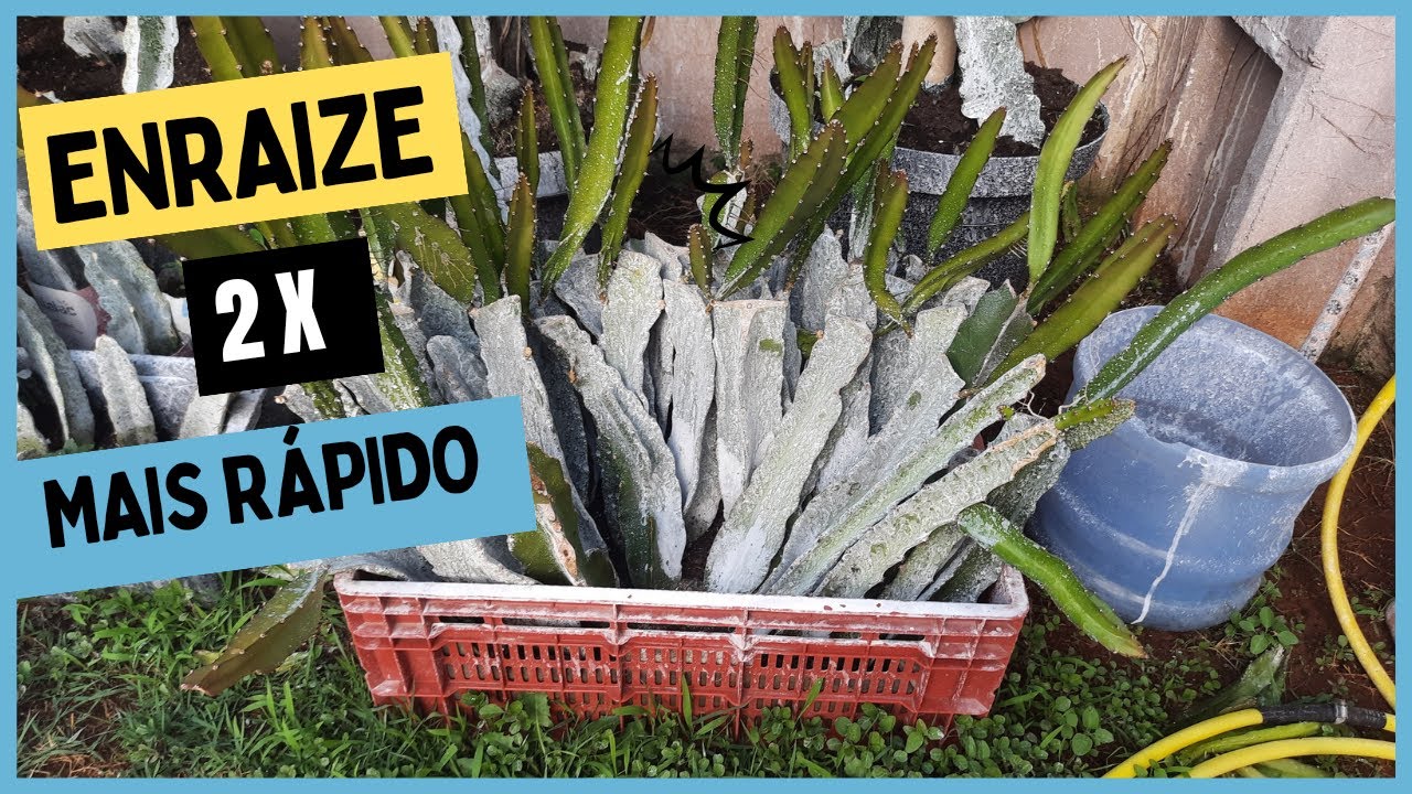 Como acelerar o enraizamento da pitaya e não perder mais mudas !