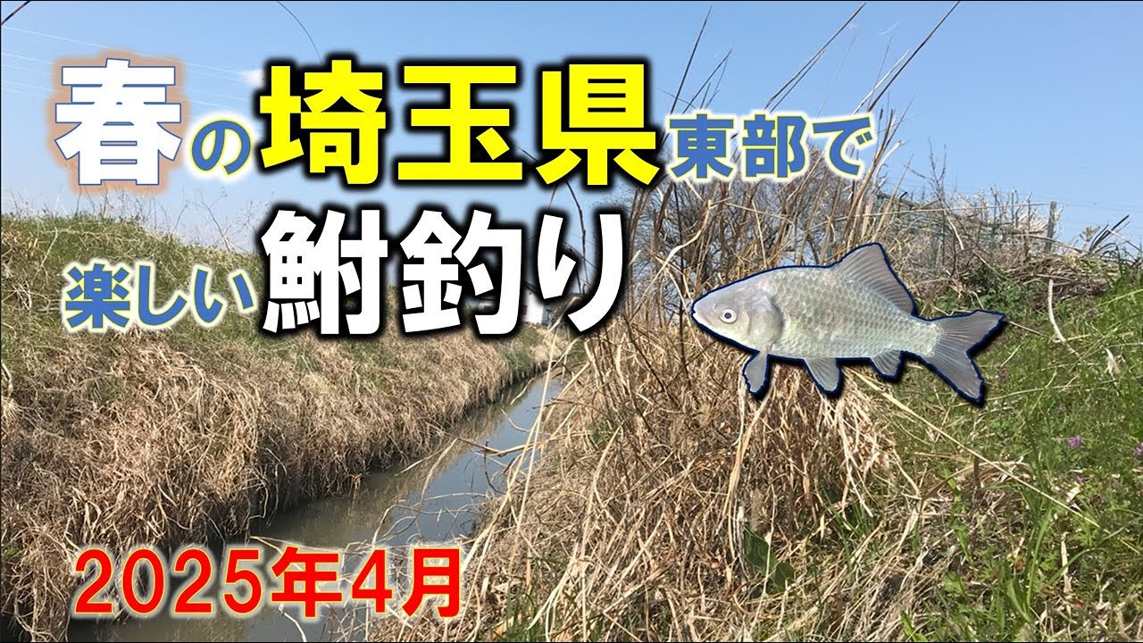 春の用水路フナ釣り！埼玉県東部で釣り日和を楽しむ✨ / Spring Crucian Carp Fishing! Great Catch in Eastern Saitama✨
