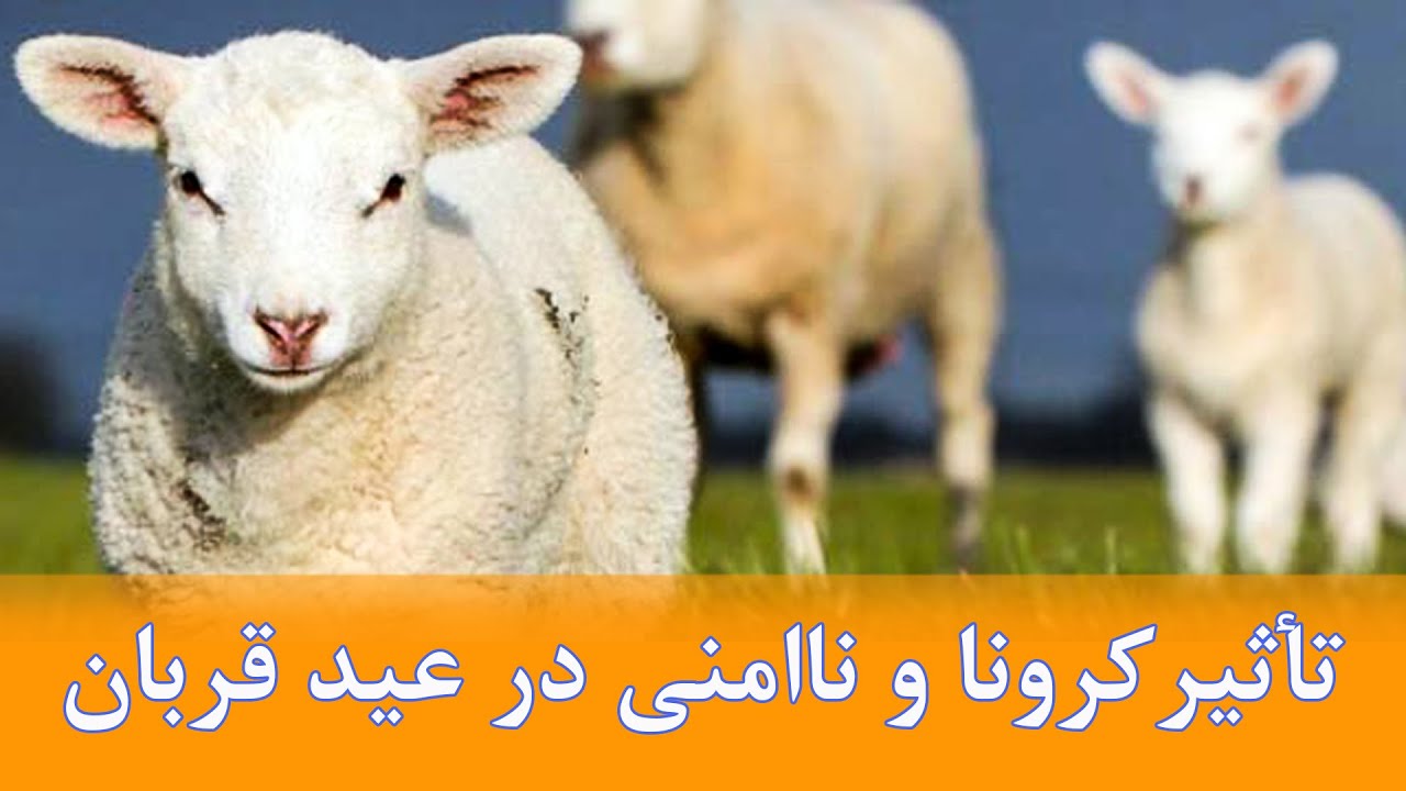 تاثیر کرونا و ناامنی در عید قربان | The Impact of Corona and Insecurity on Eid al-Adha