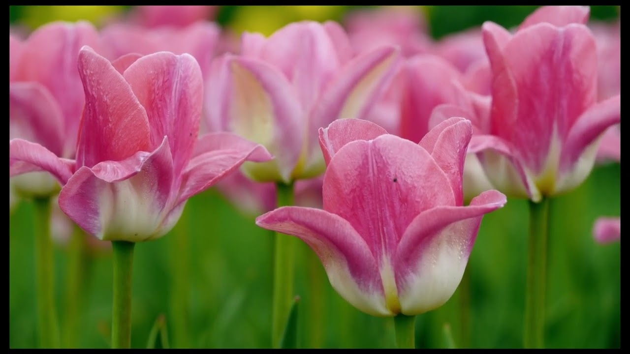 Natural Ambient Relaxing Musical flower gardens with beautiful flowers video 23