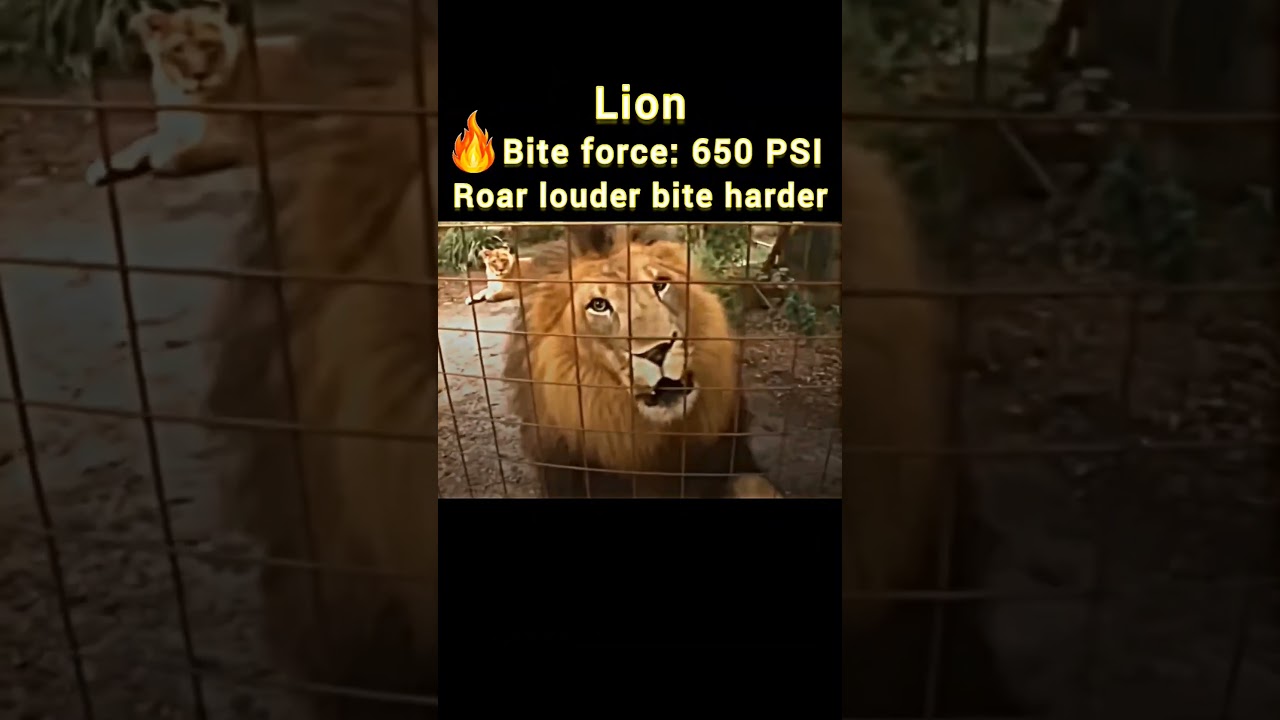 Who bites the harder? Big cat ranked by Raw power!  