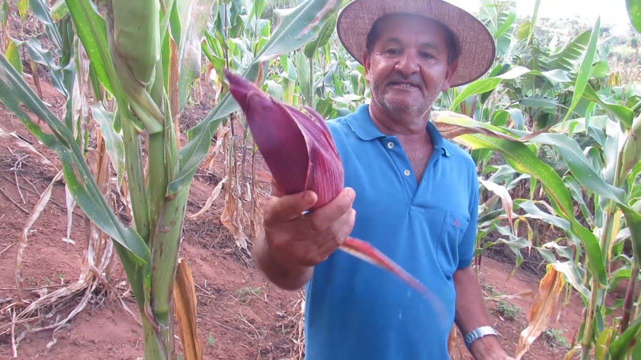 COLHENDO O MILHO DA ROÇA E FAZENDO PAMONHA