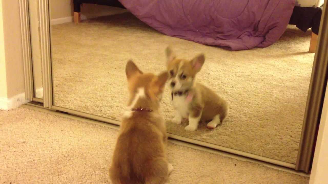 Welsh Corgi Mocha's First Mirror Reflection