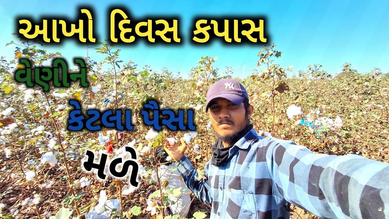 આખો દિવસ કપાસ વેણીને કેટલા પૈસા મળે #vlog #kapas #gujarati #youtuber