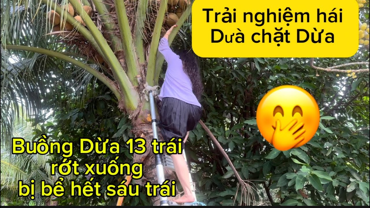 Vợ đậu trải nghiệm hái dừa và chặt Dừa. Thằng Đậu kêu 