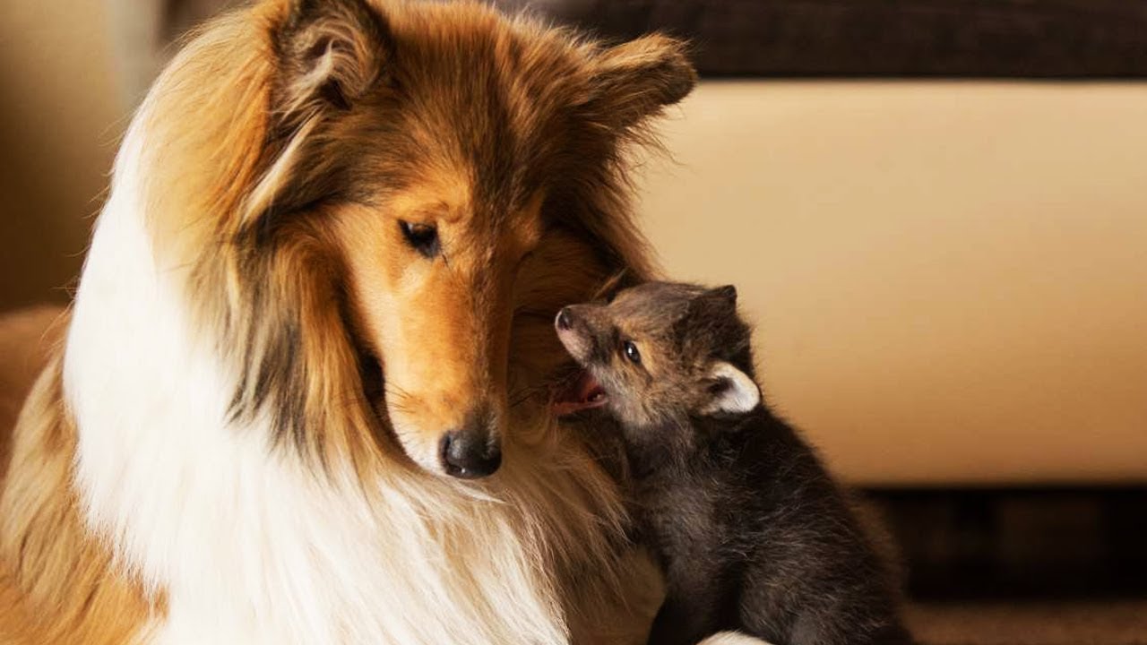 Fox Cub Who Lost His Mother In A Car Accident Finds Hope Thanks To This Hero