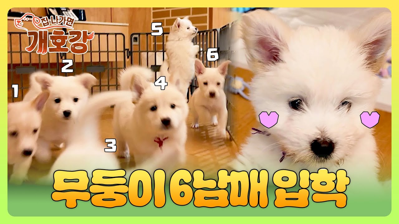 귀여워서 쓰러짐...🥺 선생님들을 기다린 ((전현))무둥이 6남매 | 집 나가면 개호강 1회 | JTBC 250525 방송