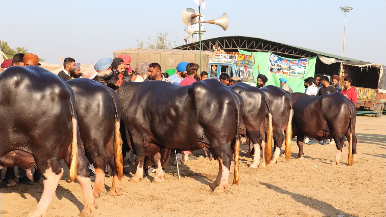 Nili Ravi Buffalo Competition at Jagraon - PDFA