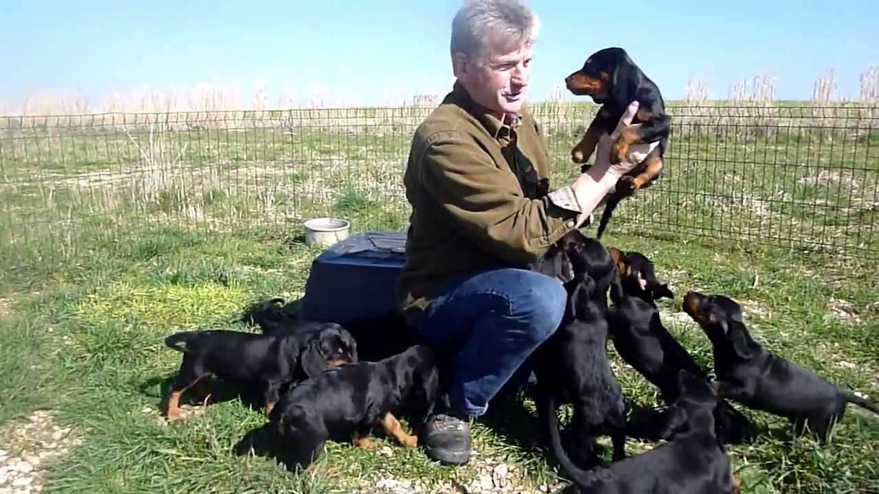 elevage LADELAZOLLE chiots kopov de 7 semaine