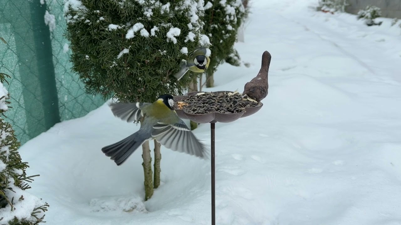 Птахи взимку біля годівниці 🐦 Приліт за насінням | Winter Bird Feeder Live
