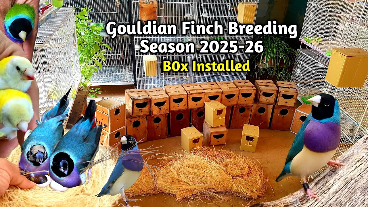 Gouldian Finch Breeding Season 2025-26 Start 😍🤲 || Lady Gouldian Finch Breeding Tips