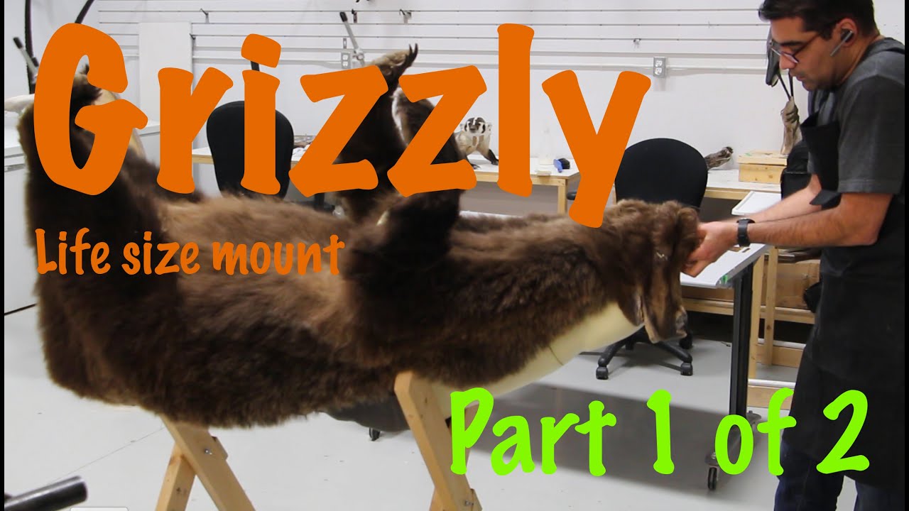 Bear Taxidermy part 1 or 2...Grizzly Bear Life size mount.