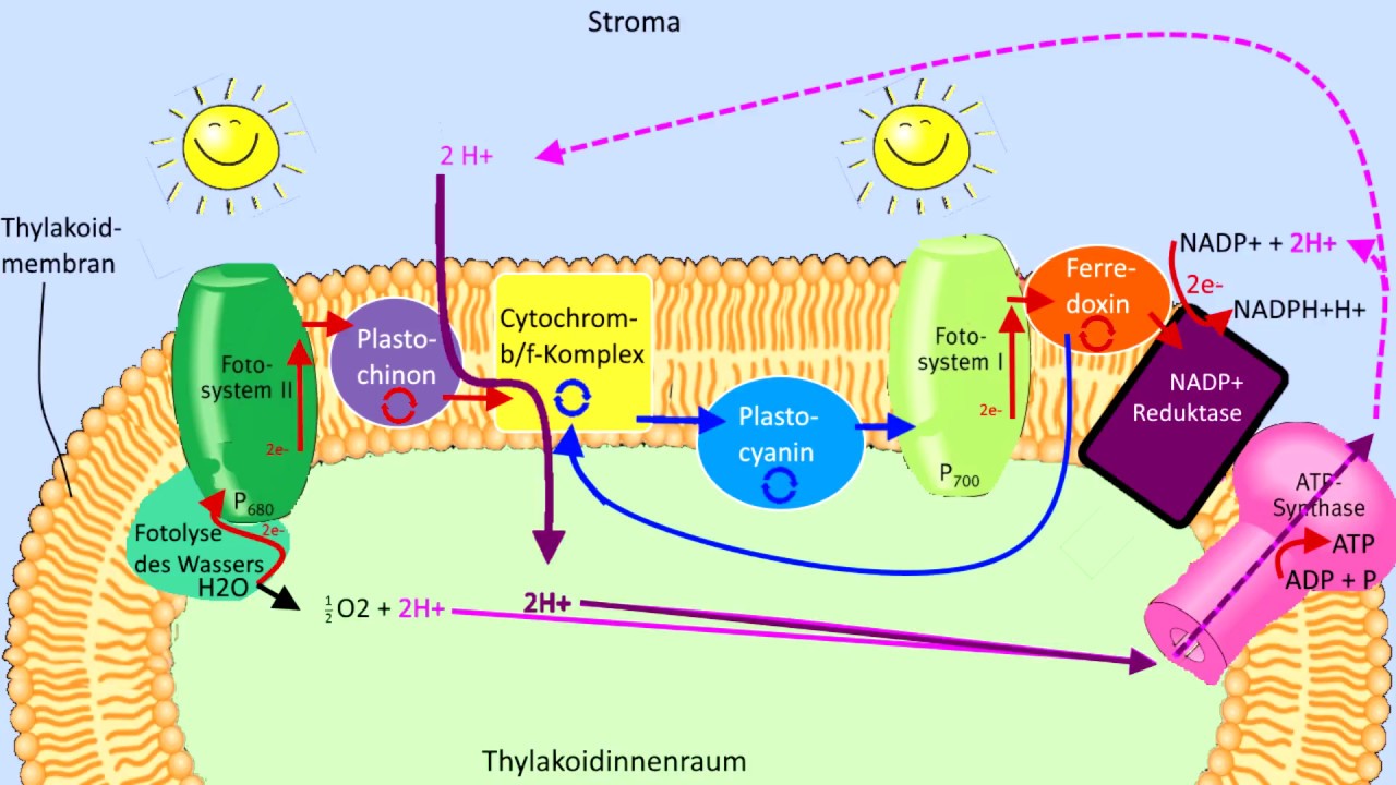 Lichtabhängige Reaktion Schritt für Schritt erklärt Lichtreaktion Fotosynthese Biologie Abitur