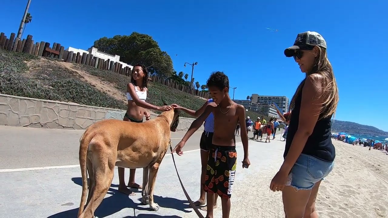 Cash 2.0 Great Dane meeting new people in Redondo Beach 11