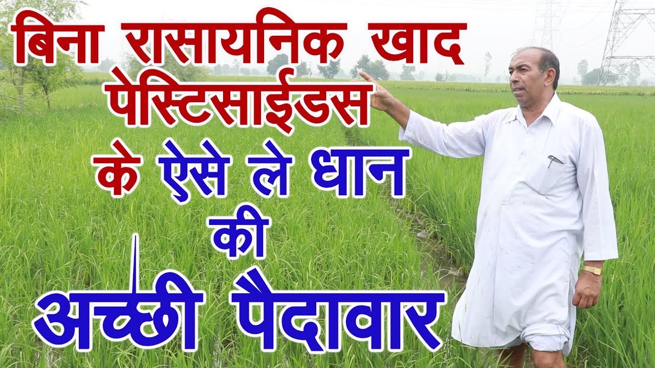 प्राकतिक खेती से लें धान की अच्छी पैदावार,Getting high yield of paddy with Natural Farming
